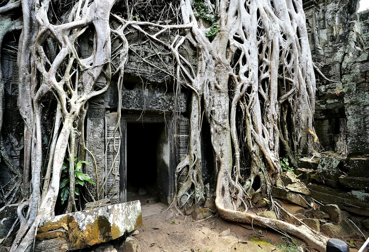 Ta Phrom temple wrapped in giant tree roots — the iconic Tomb Raider tree