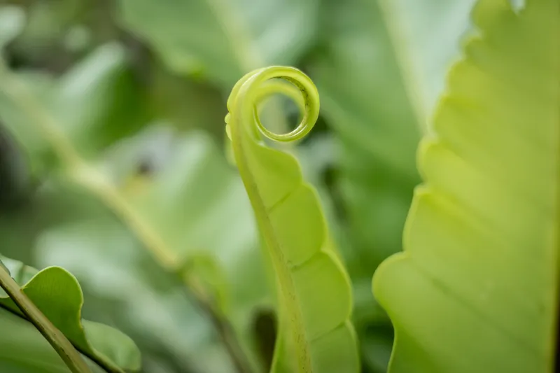 A detail at Banana Resort