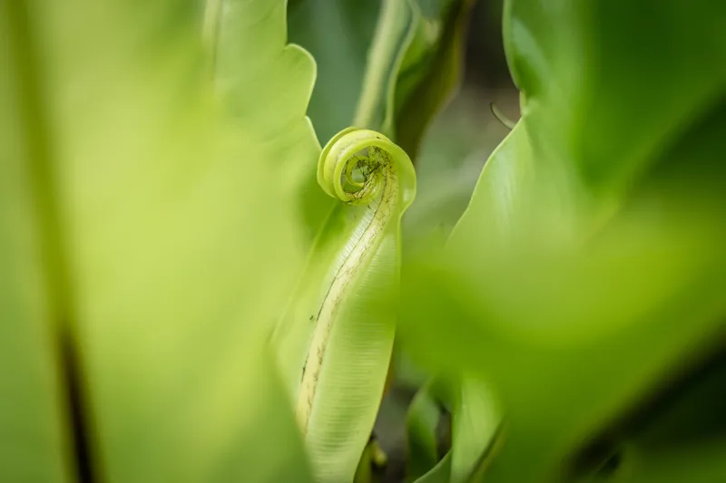 A detail at Banana Resort