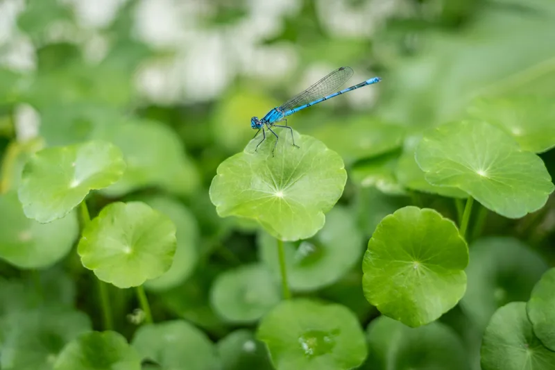 A blue dragonfly resting on green pennywort leaves