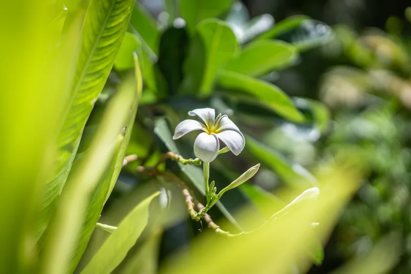 A white frangipani flower in bloom
